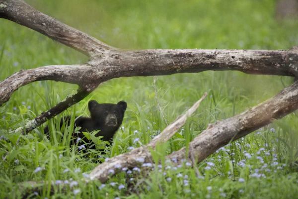 Tennessee, Great Smoky Mts Black bear cub